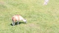 Fluffy and friendly llamas of Machu Picchu Royalty Free Stock Photo