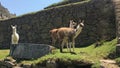 Fluffy and friendly llamas of Machu Picchu Royalty Free Stock Photo