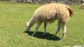 Fluffy and friendly llamas of Machu Picchu Royalty Free Stock Photo