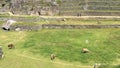 Fluffy and friendly llamas of Machu Picchu Royalty Free Stock Photo
