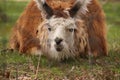 Low lying llama... big eyed llama