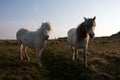 Llanddwyn Island Royalty Free Stock Photo