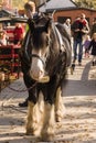 Canal Narrowboat Horse