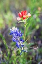 Bluebonnet and Indian Paintbrush wildflowers in the Texas hill country Royalty Free Stock Photo