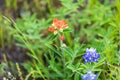 Bluebonnet and Indian Paintbrush wildflowers in the Texas hill country Royalty Free Stock Photo