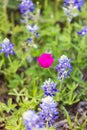 Bluebonnet and Winecup wildflowers in the Texas hill country Royalty Free Stock Photo