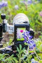Camera in wildfowers in the Texas hill country