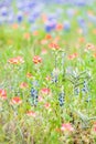 Indian Paintbrush and Bluebonnet wildflowers in the Texas hill country Royalty Free Stock Photo