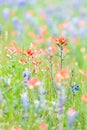 Indian Paintbrush and Bluebonnet wildflowers in the Texas hill country Royalty Free Stock Photo