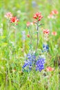 Indian Paintbrush and Bluebonnet wildflowers in the Texas hill country Royalty Free Stock Photo