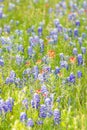 Indian Paintbrush and Bluebonnet wildflowers in the Texas hill country Royalty Free Stock Photo