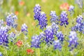 Indian Paintbrush and Bluebonnet wildflowers in the Texas hill country Royalty Free Stock Photo