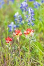 Indian Paintbrush and Bluebonnet wildflowers in the Texas hill country Royalty Free Stock Photo