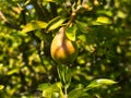 Llarge pear ripening on the tree in my garden