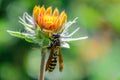 Llarge wasp sits on the orange flower
