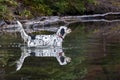 Llewellin Setter Dog Reflection In Lake Royalty Free Stock Photo