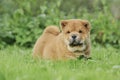Llittle Chow chow puppy portrait Royalty Free Stock Photo