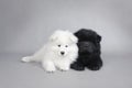 Llittle Chow chow and Samoyed puppies portrait