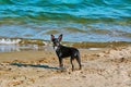 A Llittle Dog on the Beach Royalty Free Stock Photo
