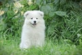 Llittle Samoyed puppy portrait Royalty Free Stock Photo