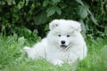 Llittle Samoyed puppy portrait Royalty Free Stock Photo