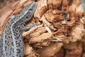 Llizard on the wood Royalty Free Stock Photo