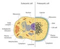 Lllustration of eukaryotic and prokaryotic cell with text