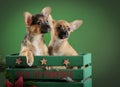 Llovely, cute domestic breed chihuahua puppies in wooden box on dark green background. Dog ears, eyes and faces. Royalty Free Stock Photo