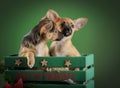 Llovely, cute domestic breed chihuahua puppies in wooden box on dark green background. Dog ears, eyes and faces. Royalty Free Stock Photo