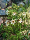 Lloydia serotina - Alp Lily, Mountain wildflower in Siberia. Fragrant wild mountain flowers