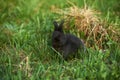 Llttle black rabbit on a lawn. Beautiful funny black rabbit Royalty Free Stock Photo