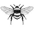 llustration of a Bumblebee, Bombus, Bee. Graden Bumblebee. Vector hand drawn sketch illustration. Royalty Free Stock Photo