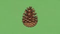 Llustration of a pine cone genus Pinus centered against a solid Royalty Free Stock Photo
