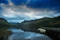 Llyn Nantlle at sunrise looking towards Snowdon