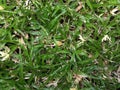 LM Grass Lawn Royalty Free Stock Photo