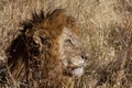 LMale lion waiting Royalty Free Stock Photo