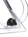 Lmouse on an exercise wheel Royalty Free Stock Photo