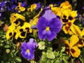 Pansy in the back garden of the villa.