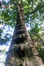 Lnatural liana view with big tree from the jungle in Cuba Royalty Free Stock Photo