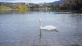 Swan in Seepark Freiburg Royalty Free Stock Photo