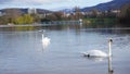 Swan in Seepark Freiburg Royalty Free Stock Photo