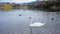 Swan in Seepark Freiburg Royalty Free Stock Photo