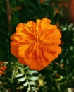 lndian beautiful Marigold Flowers Natur Image Royalty Free Stock Photo
