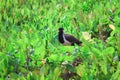 lndian bird taking a walk in the green fields