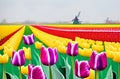 Landscape with Dutch tulips and windmills Royalty Free Stock Photo