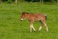 Lone brown foal walking in a sunny green meadow, side view