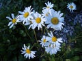 Lnerability pyrethrum Daisy in the summer garden.