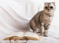 Lnquisitive gray cat sitting near open book and glasses Royalty Free Stock Photo