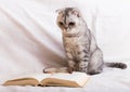 Lnquisitive tabby gray cat sitting near open book and glasses of owner Royalty Free Stock Photo