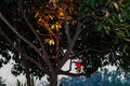 Loa angle shot of a tree with a light buld hanged from its branch and red heart shaped balloon flying behind